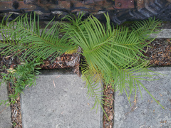 Pteris vittata