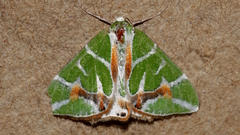 Chlorodes boisduvalaria