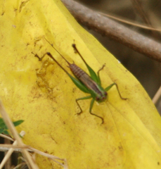Conocephalus saltator