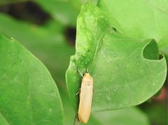 Manulea fuscodorsalis