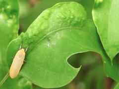 Manulea fuscodorsalis