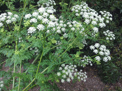 Conium maculatum