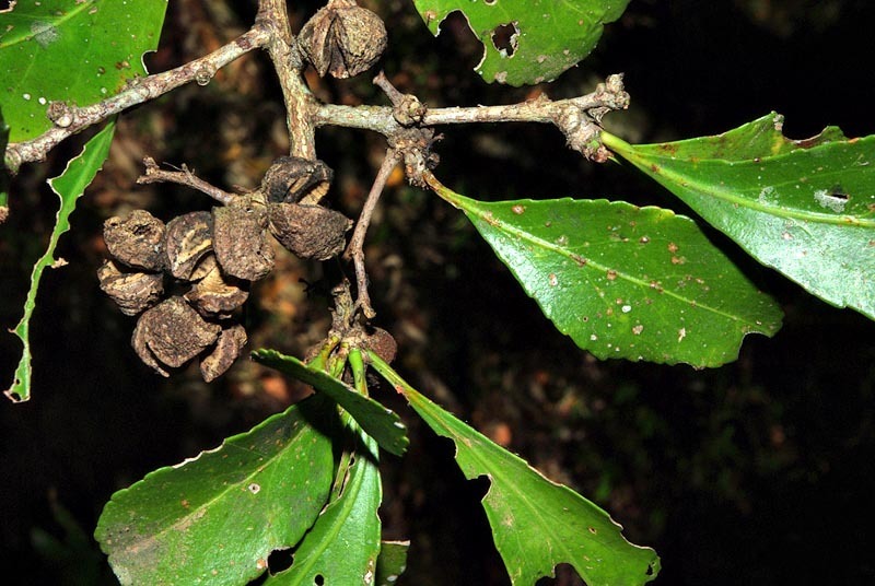 Large-Fruited Forest