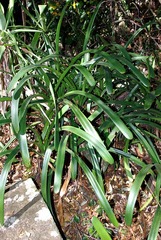 Image of Clivia caulescens