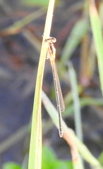 Ischnura senegalensis