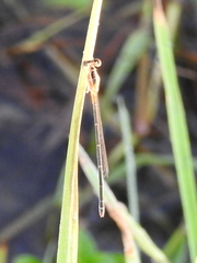 Ischnura senegalensis
