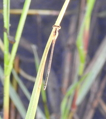 Ischnura senegalensis
