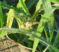 Diplacodes trivialis