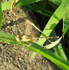 Diplacodes trivialis
