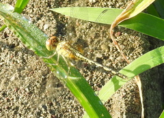 Diplacodes trivialis