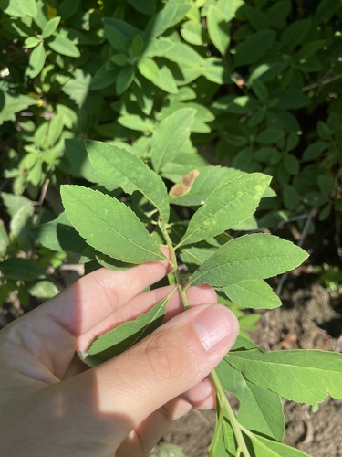 Virginia Meadowsweet (Spiraea virginiana)