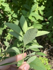 author not stated, no rights reserved Spiraea virginiana, photograph author not stated, no rights reserved