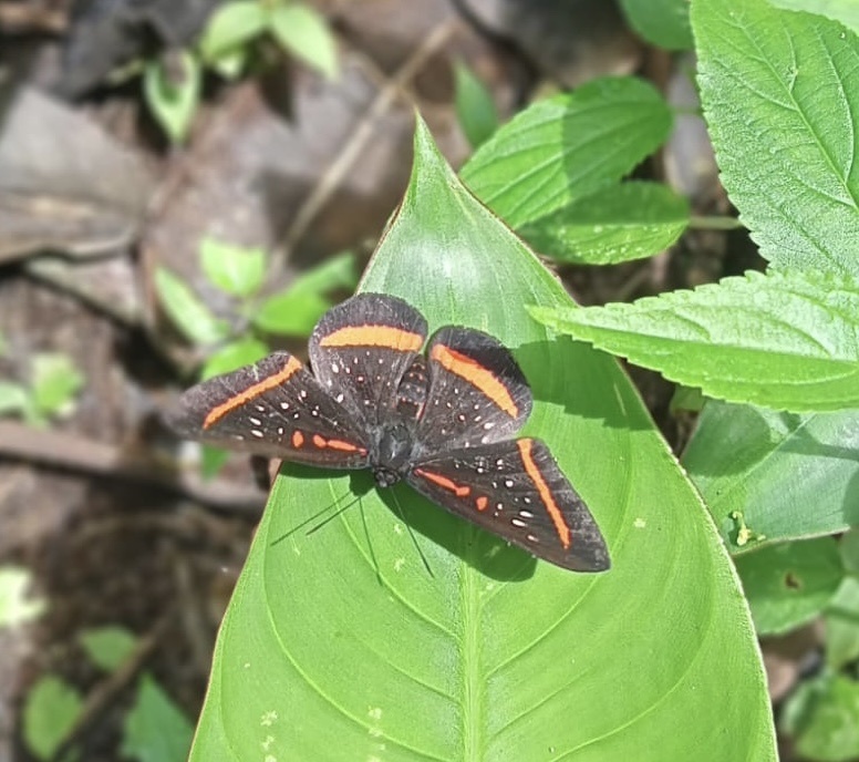 Red-barred Amarynthis from Pastaza, Provincia del Pastaza, EC on July ...