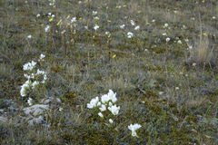 Gentianella corymbifera gracilis
