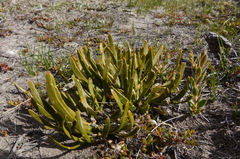 Carmichaelia corrugata