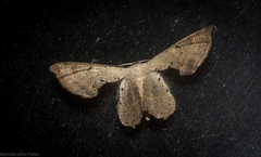 Phazaca leucocephala