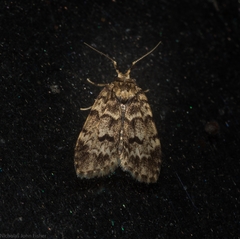 Scaphidriotis xylogramma