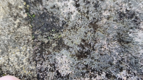 Thelocarpon laureri image