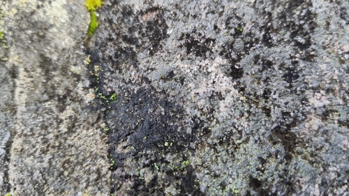 Thelocarpon laureri image