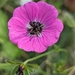 Grey Crane's-Bill - Photo (c) Jakob Fahr, some rights reserved (CC BY-NC), uploaded by Jakob Fahr