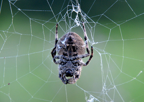 Araneus ventricosus