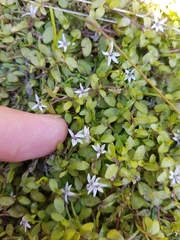 Lobelia fatiscens