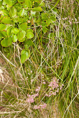 Galium rubrum