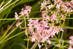 Galium rubrum