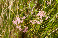 Galium rubrum