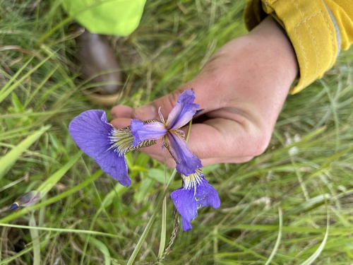 Beach-head Iris
