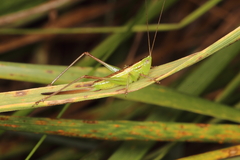 Conocephalus bilineatus