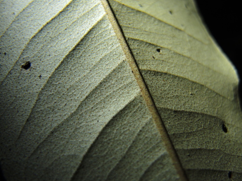 Image of Argyrodendron peralatum by (c) coenobita, some rights reserved (CC BY)