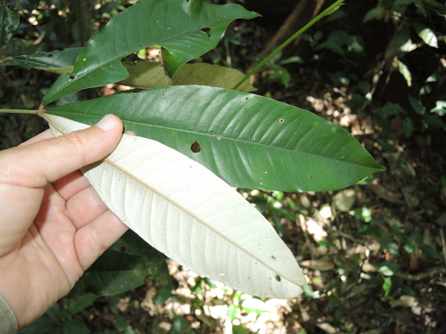 Image of Argyrodendron peralatum by (c) coenobita, some rights reserved (CC BY)