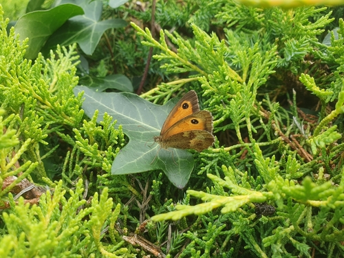 Pyronia tithonus