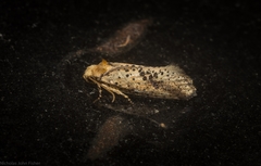 Azaleodes micronipha