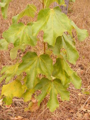 Brachychiton muellerianus