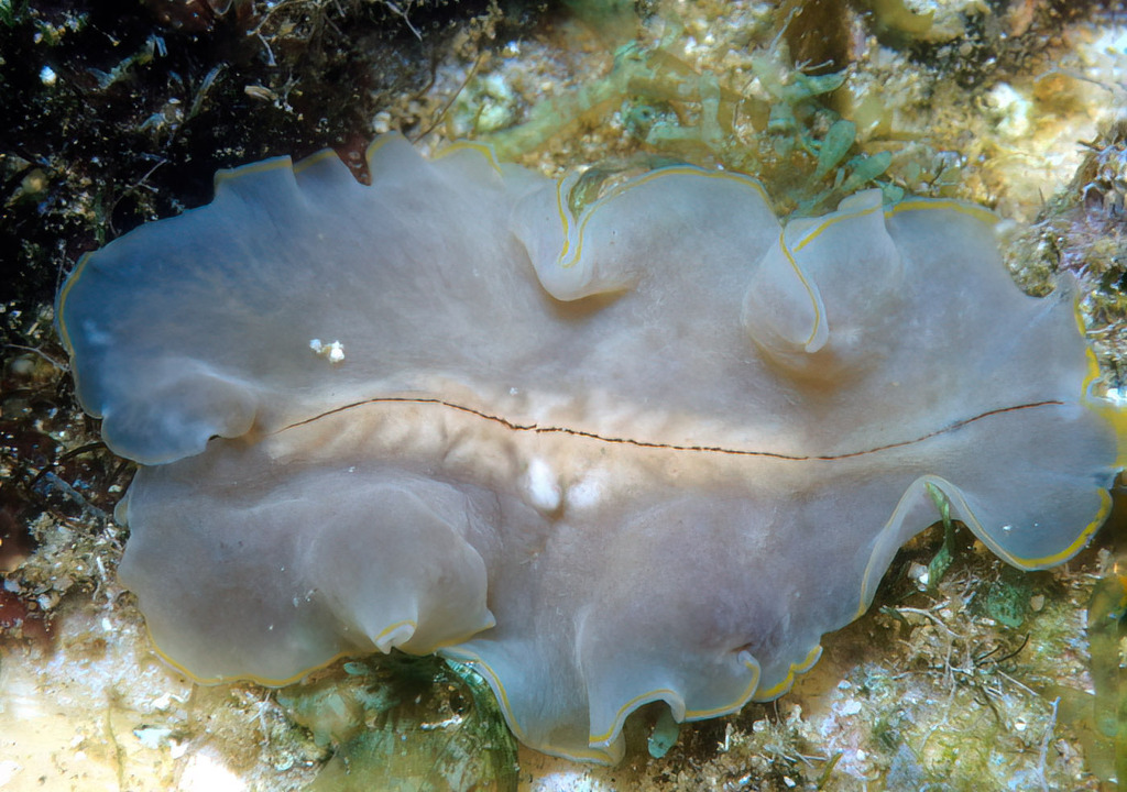 Pericelis flavomarginata