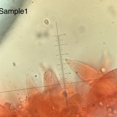 Mycena olivaceomarginata