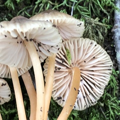 Mycena olivaceomarginata