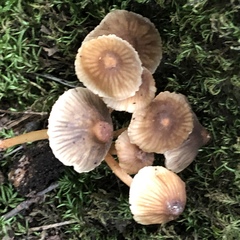 Mycena olivaceomarginata