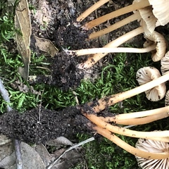 Mycena olivaceomarginata