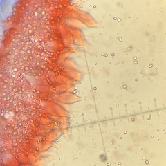 Mycena olivaceomarginata