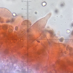 Mycena olivaceomarginata