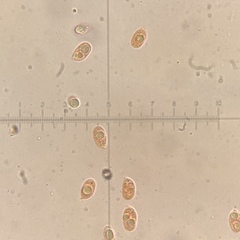 Mycena olivaceomarginata