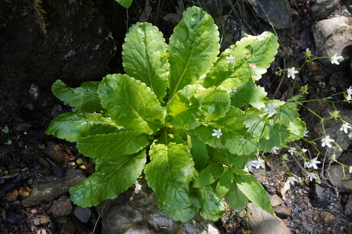 Image of Wulfenia carinthiaca by (c) Patrick Hacker, some rights reserved (CC BY)