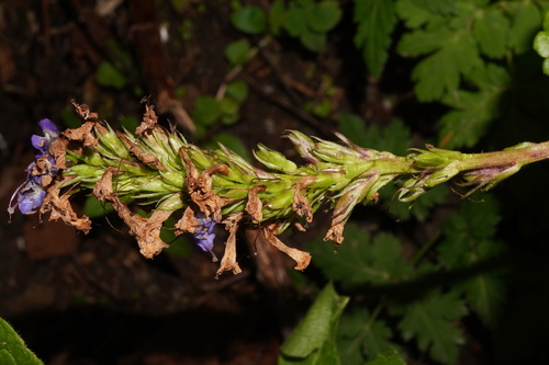 Image of Wulfenia carinthiaca by (c) Patrick Hacker, some rights reserved (CC BY)