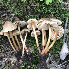 Mycena olivaceomarginata