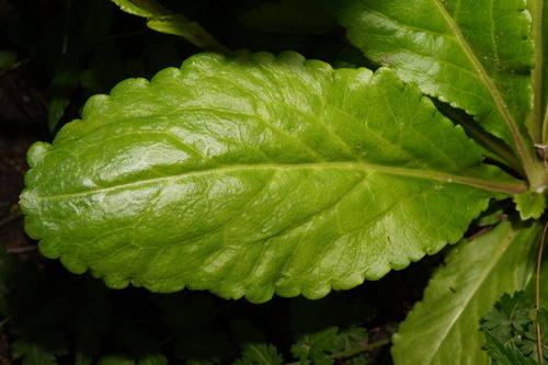 Image of Wulfenia carinthiaca by (c) Patrick Hacker, some rights reserved (CC BY)