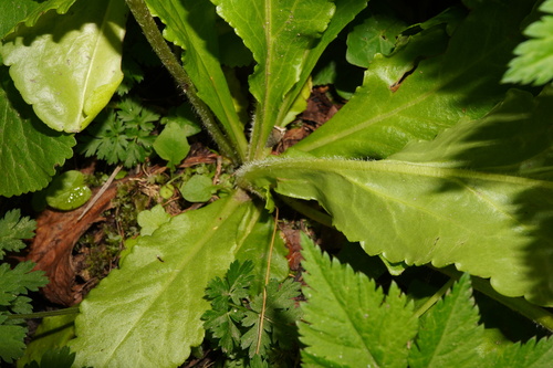 Image of Wulfenia carinthiaca by (c) Patrick Hacker, some rights reserved (CC BY)