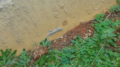 Hemidactylus platyurus